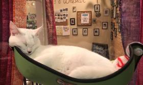 White cat in a green cat hammock