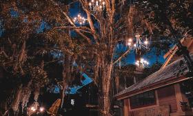 A spreading live oak tree festooned with chandeliers against a night sky