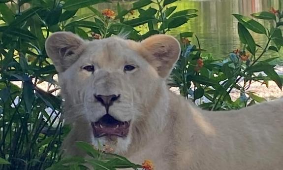 A large wild cat sitting in front of a flowering bush