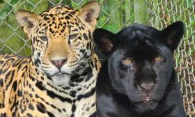 A spotted leopard and a black leopard at a wild animal reserve