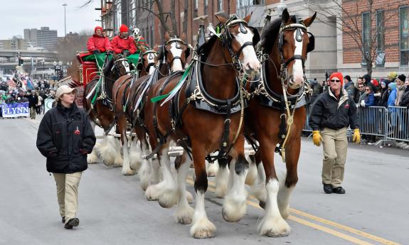 A team of 8 Budweiser Clydesdales pull a wagon n a parade
