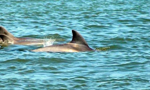 Dolphins seen from an Adventure in Paradise cruise.