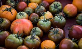 An array of heirloom tomatoes from Wesley Wells Farms in St. Augustine