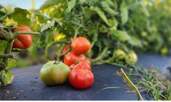 Tomatoes on the vine at a farm in St. Augustine