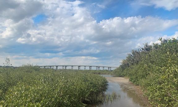 Mangroves and pluff mud at Fish Island Preserve in St. Augustine, Florida.