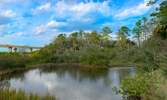 Pines and grasses around a saltwater marsh