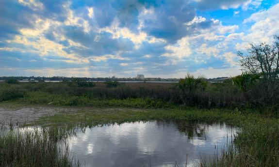 View of Flagler Hospital across the Matanzas River from Fish Island Preserve