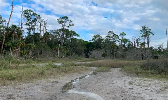 Fiddler crabs in the marsh and dense Florida nature 