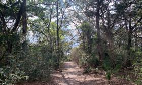 Trail through the pine barrens on Fish Island in St. Augustine, Florida.