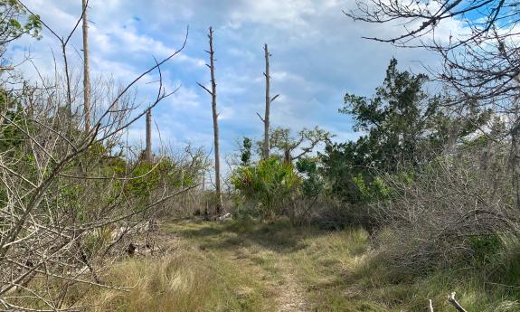 A sunny part of the trail on Fish Island 