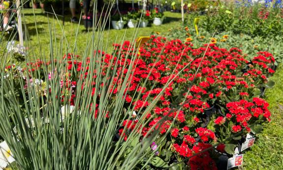 A spray of ornamental grasses and red-potted flowers at the Flower and Garden Show in St. Augustine