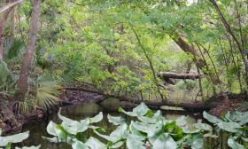 Deep Creek runs along the nature preserve at the St. Johns Botanical Garden 