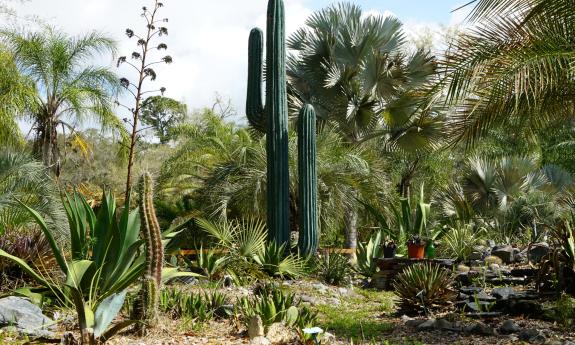 A cactus and an agave plant tower above the desert garden at a botanical garden in Hastings
