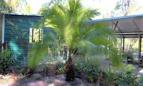 The Indian Cliff Date Palm, one of three planted at the St. Johns County Botanical Garden in Hastings