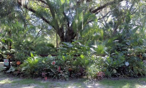 The live oak trees protect tropical species at the St. Johns County Botanical Garden in Northeast Florida