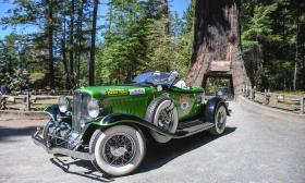 A 1931 Auburn after passing through a Redwood tree in California