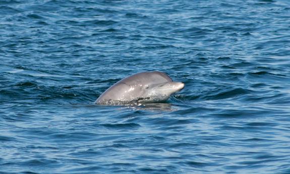A dolphin, surfacing on the ocean off Northeast Florida