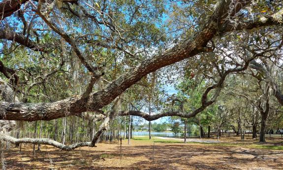 A spreading live oak with Spanish moss and water in the background