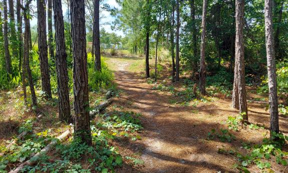 A trail through a stand of pines leads to a clearing