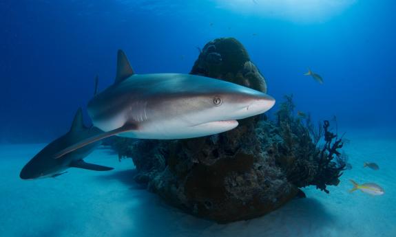 A shark swims in clear blue water while searching for fish to eat