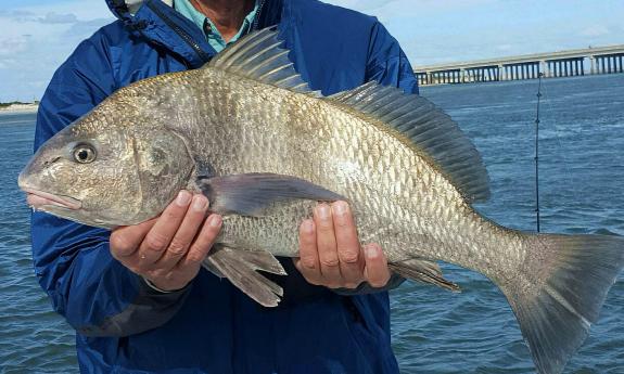 Black drum fish — Palm Coast Fishing Charter