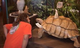 A young person gets a close-up view of a model of a large tortoise that was killed by a sabre-tooth tiger
