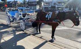 Old City Carriage Rides in downtown St. Augustine