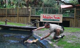 A trainer working with one of the reptiles at the Alligator Farm