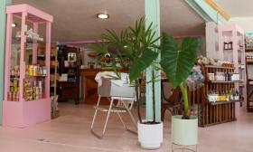 Plants and pink shelves inside Spinster Abbott's Bodega