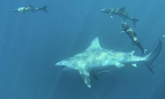 An up-close view of sharks underwater