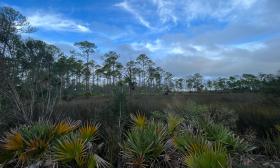 A view of cabbage palms, marshlands, and pine trees seen from the Hardwood trail at Princess Place Preserve.