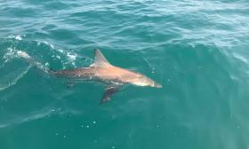 A shark spotted on one of the offshore charters