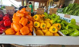 Bell peppers in red, orange, and yellow, with green pablanos, at the County Line
