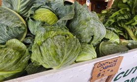 Locally grown cabbages at the County Line