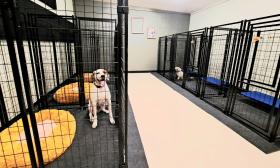 A line of kennels dogs stay in with the luxury of beds for them to lay down on