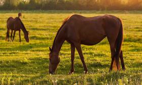 horses grazing in s sunny field