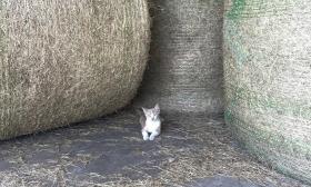 A kitten sitting in front of three large bales of hay.