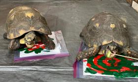 Two red-footed tortoise playing with a food treat and paint to create a holiday work of art