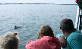 Three passengers watch a dolphin play near the Pellicano