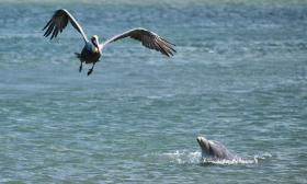 A soaring pelican just above the water, above a dolphin lifting out of the water