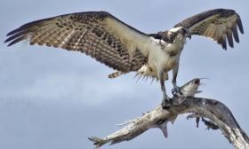 An osprey holding a fish against a branch of a dead tree