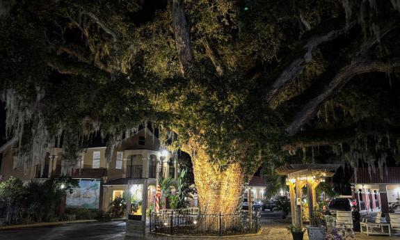 The grand, oak tree is decorated for Nights of Lights