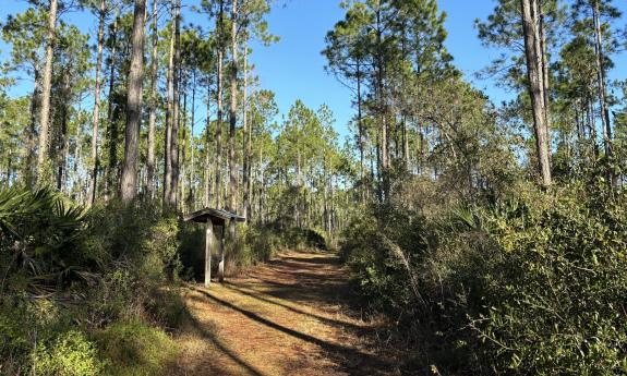 One of the trails at the Twelve Mile Swamp Conservation