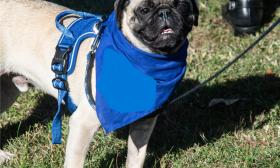 Pug dog wearing a blue harness and blue bandana
