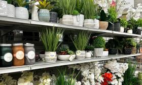 Various potted plants on shelves