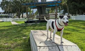 A white and black dog standing on a dog beam in the dog park at Southern Oaks Inn