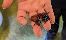An entomologist holds a large beetle