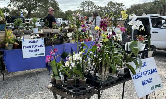 An assortment of plants on sell