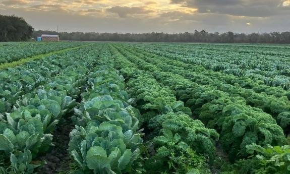 Rows of leafy greens stretched out toward the sunset