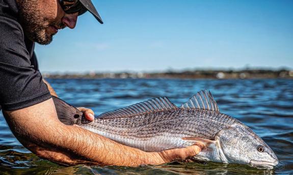 A fish being held in the water